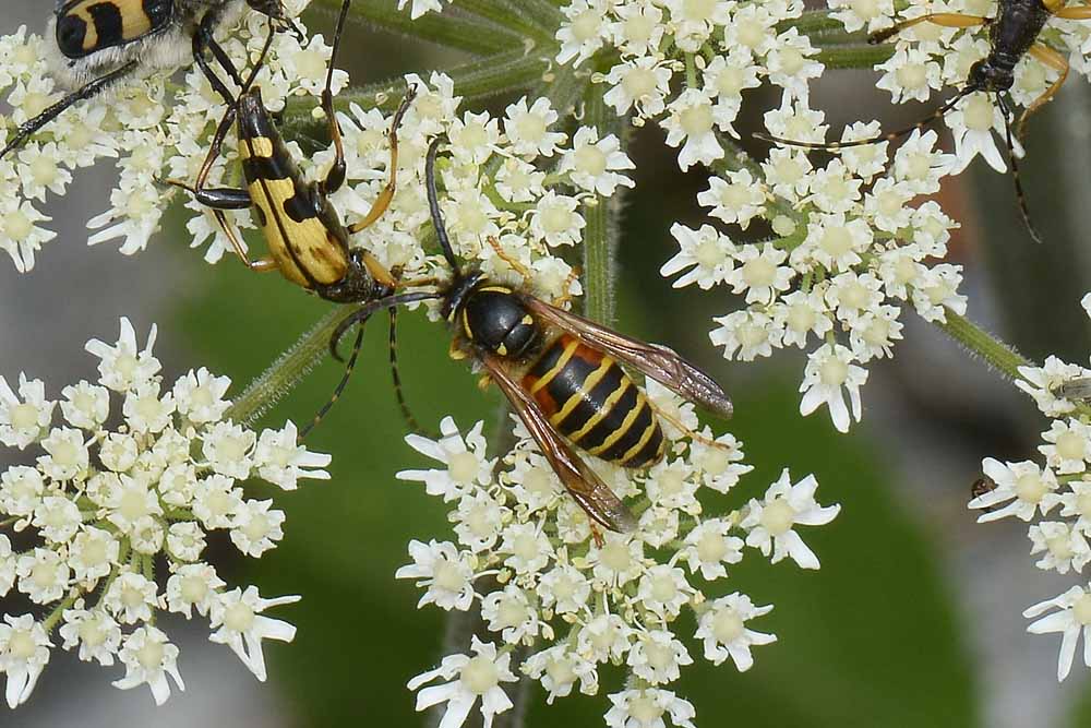 Dolichovespula norwegica maschio (Vespidae)